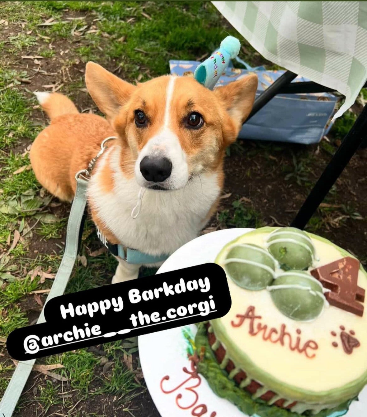Corgi dog with a birthday cake at Benbelpetbakery