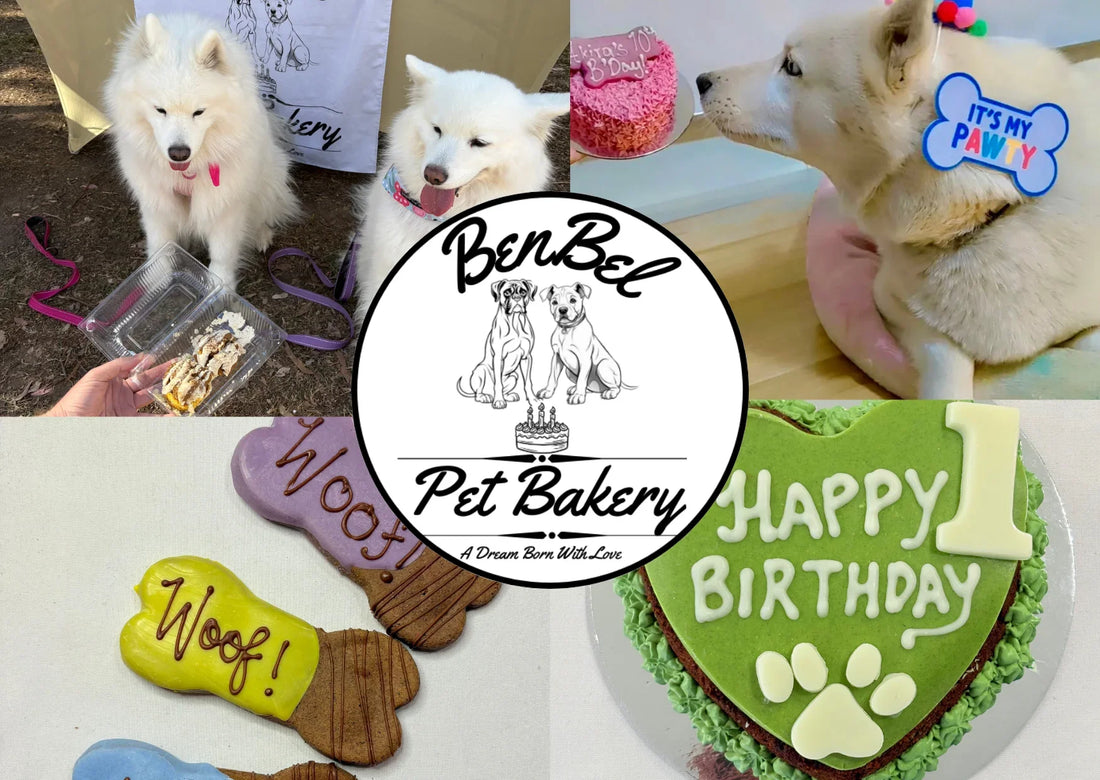 New Treats Just Landed at Benbel Pet Bakery Melbourne!