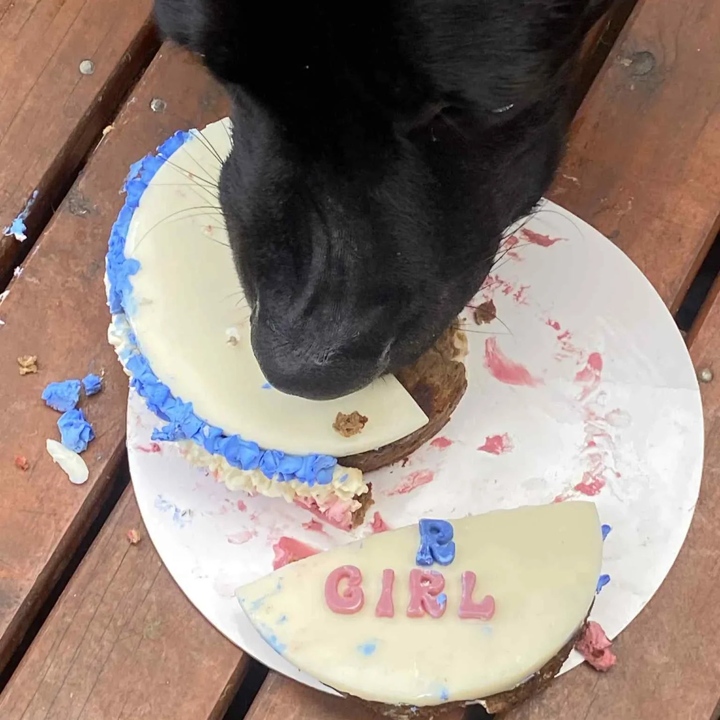 Dog sniffing a small birthday cake with 'Girl' on a wooden surface
